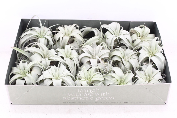 <h4>arr3 CP - Xerographica x15</h4>