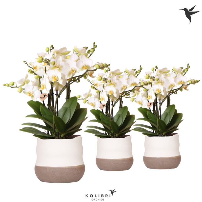<h4>Kolibri Orchids Phalaenopsis Lausanne 6spike in Imperfect Bag pot</h4>