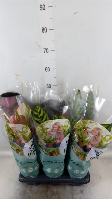 <h4>Calathea   ...mix</h4>