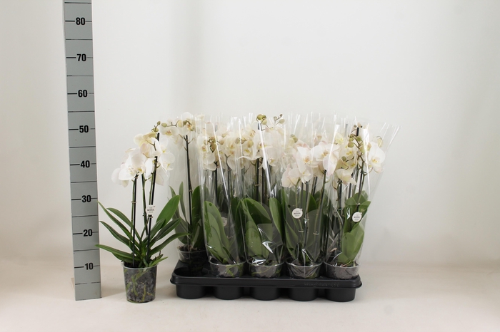 <h4>PHAL OV WIT</h4>