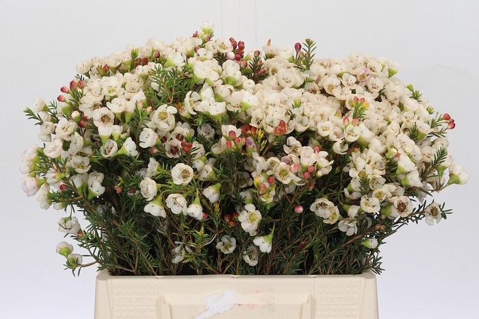 <h4>Chamelaucium Moonlight Delight</h4>