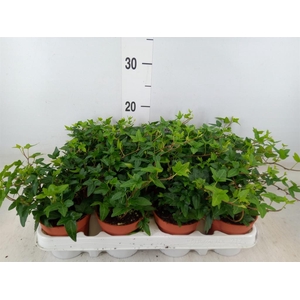 Hedera   ...green leafed