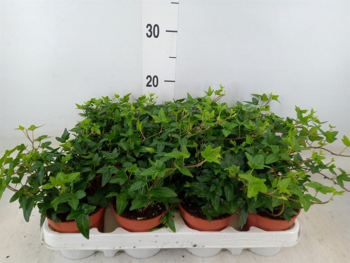 <h4>Hedera ...green leafed</h4>