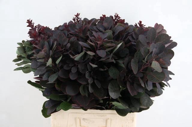 <h4>COTI C ROYAL PURPLE 065CM</h4>