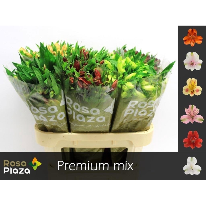 <h4>ALSTR GEM IN FUST</h4>