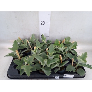 Kalanchoe NF beharensis