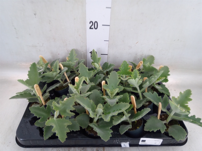 <h4>Kalanchoe NF beharensis</h4>