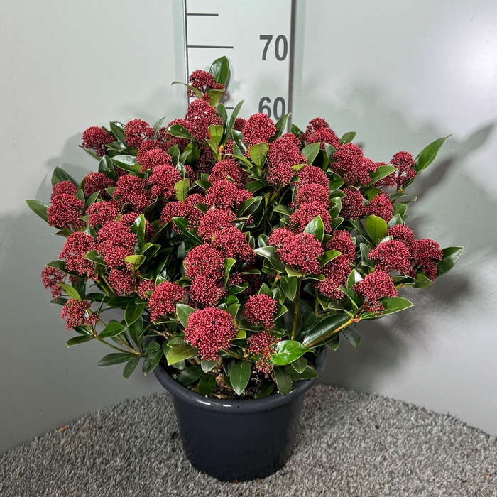 <h4>Skimmia japonica 'Rubesta Dani'</h4>