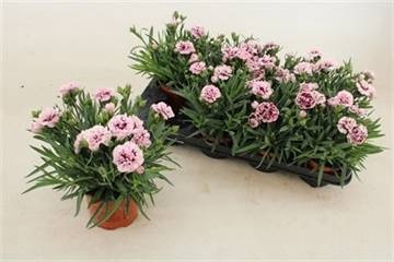 <h4>DIAN CARYOPHYLLUS</h4>