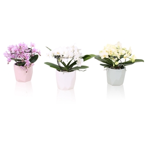 Phal. Multi vorm mix 