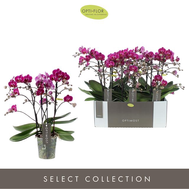 PHAL OPTI OPTIMOST MORELIA 4 SPIKE