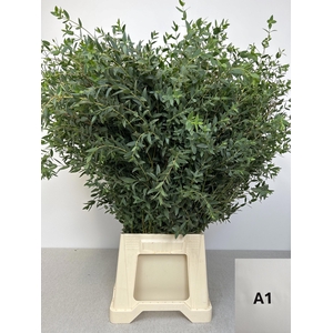 EUC PARVIFOLIA PB