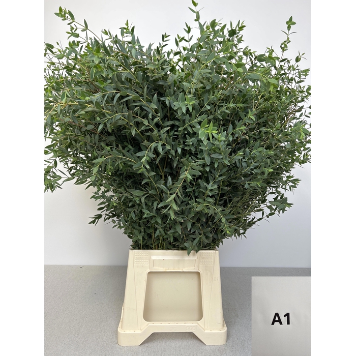 <h4>EUC PARVIFOLIA PB</h4>