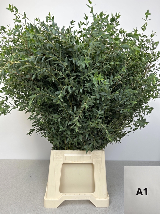 EUC PARVIFOLIA PB