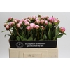 Paeonia Sarah Bernhardt