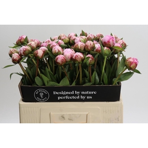 Paeonia Sarah Bernhardt
