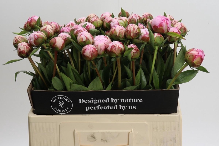 <h4>Paeonia Sarah Bernhardt</h4>