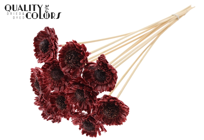 Shola Daisy Sunflower 6cm on stem Wax Burgundy