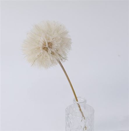 <h4>Stem Dandelion L35w12h12</h4>