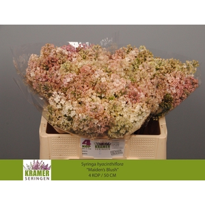 SYR HY MAIDENS BLUSH