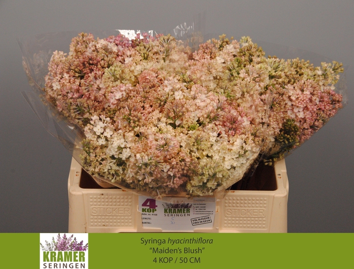 <h4>SYR HY MAIDENS BLUSH</h4>