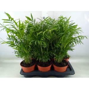 Chamaedorea elegans