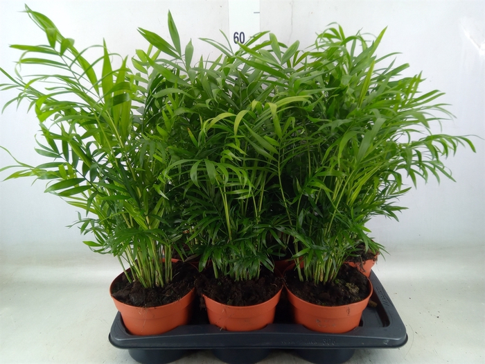 <h4>Chamaedorea elegans</h4>