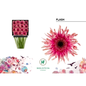 Gerbera Pasta Flash Diamond per kaart