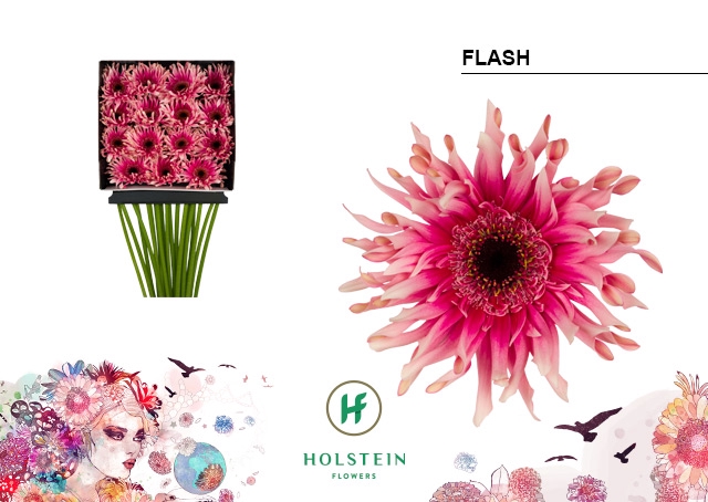 Gerbera Pasta Flash Diamond per kaart