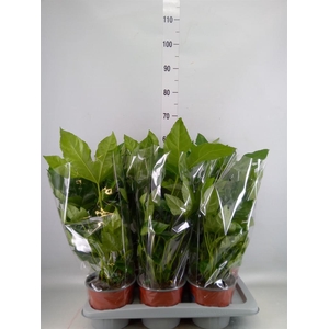 Fatsia japonica   ...