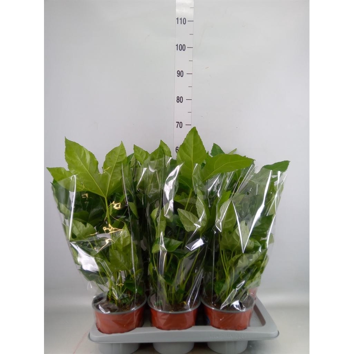 <h4>Fatsia japonica   ...</h4>