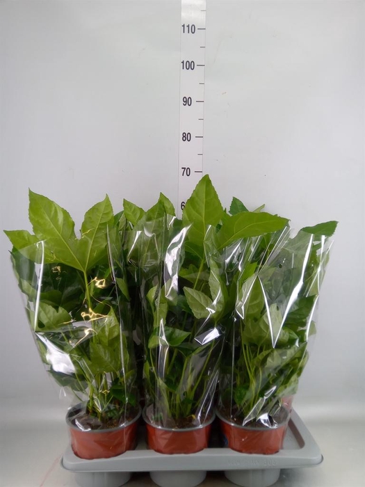 <h4>Fatsia japonica   ...</h4>