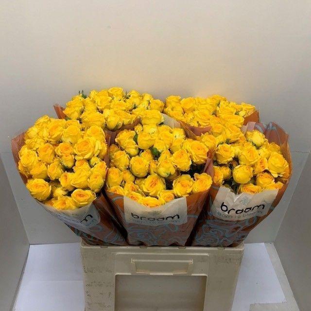 <h4>Rosa TR 'Ramona' BRAAM</h4>