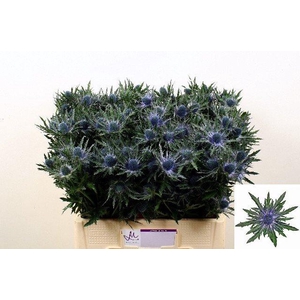 Eryngium orion