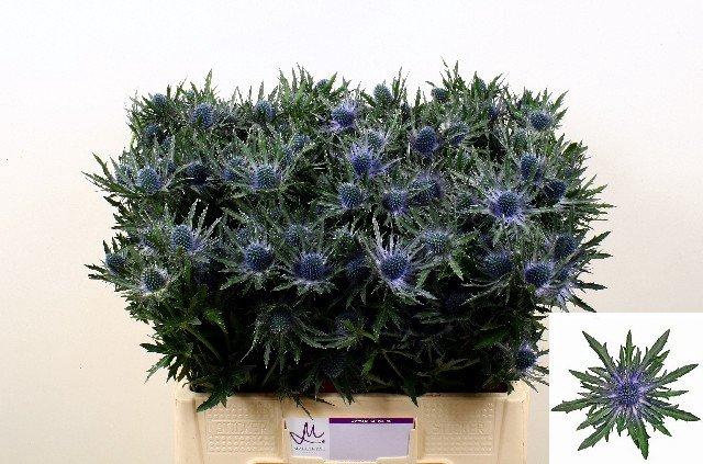 <h4>Eryngium orion</h4>