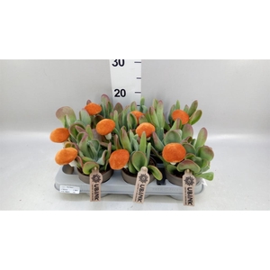 Kalanchoe NF   ...