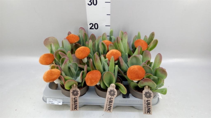 <h4>Kalanchoe NF   ...</h4>
