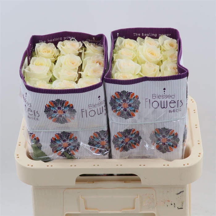 <h4>Rosa gr Candlelight</h4>