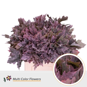 Quercus Rubra Frosted Pink