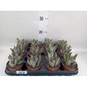 Succulents   ...