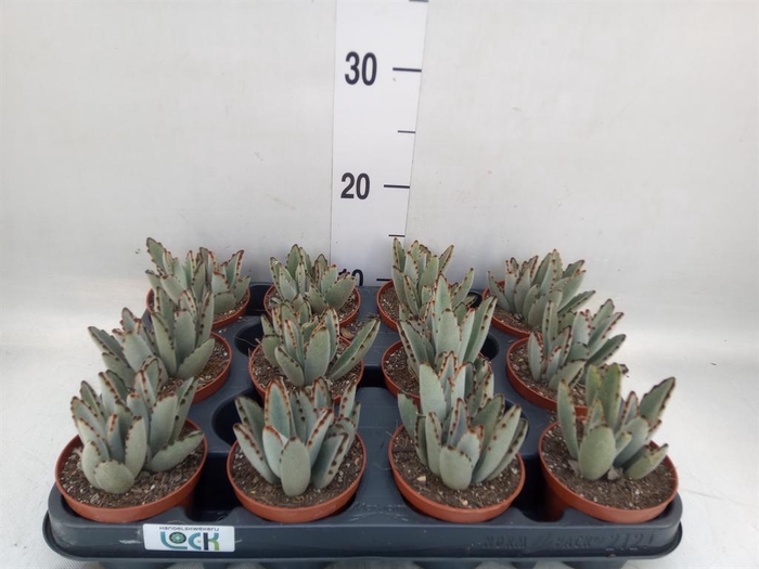 <h4>Succulents   ...</h4>