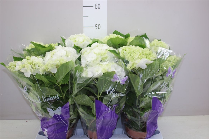 <h4>Hydrangea Schneeball 5-7</h4>