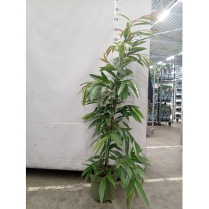 Ficus binn. 'Amstel King'