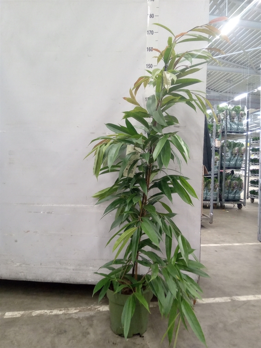 <h4>Ficus binn. 'Amstel King'</h4>