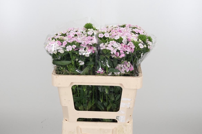 <h4>Di Barb Am Rose</h4>