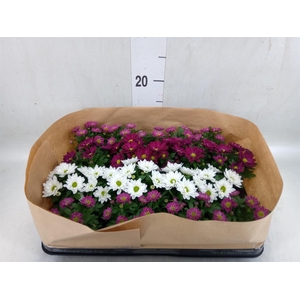 Chrysanthemum   ..mix 6