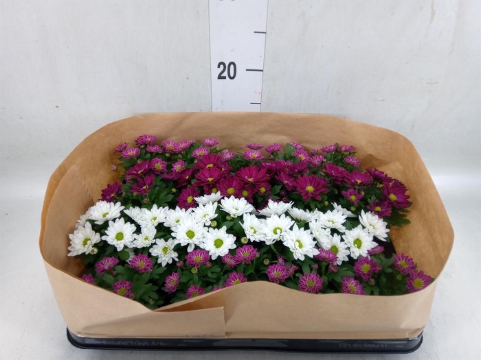 <h4>Chrysanthemum   ..mix 6</h4>