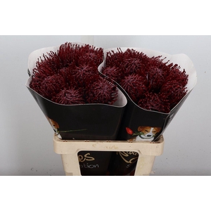 Wax Protea Nutan Wax Bordeaux