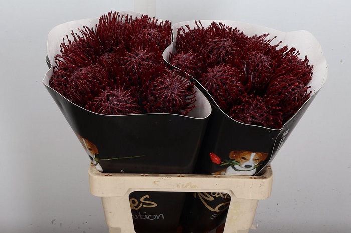 <h4>Wax Protea Nutan Wax Bordeaux</h4>