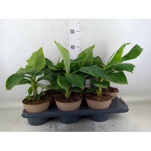 Musa  'Dwarf Cavendish'